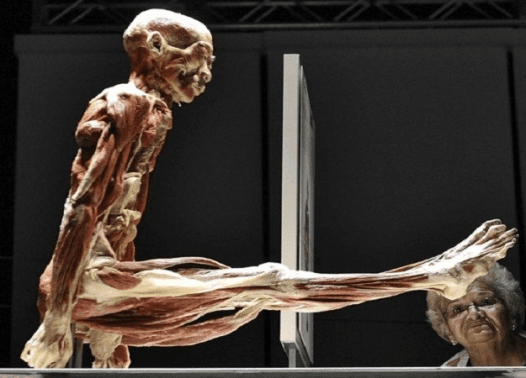 Torino, mostra human body