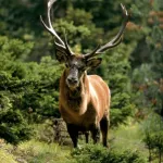 Torino, alla scoperta del comportamento degli animali selvatici