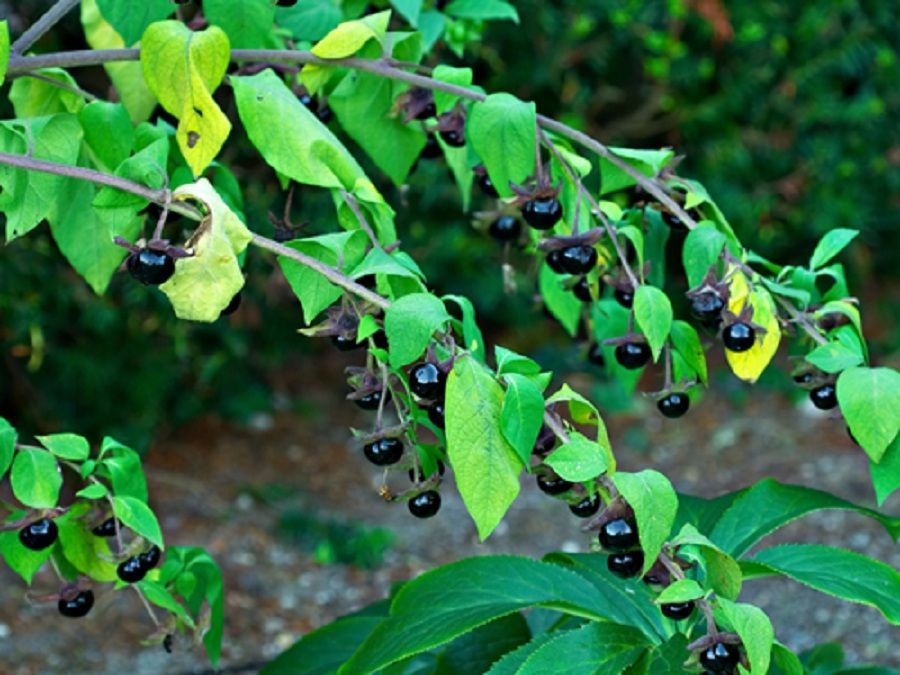 pianta velenosa