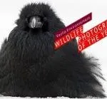Torino, al via la mostra fotografica dedicata al Wildlife Photographer of the Year