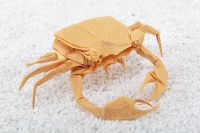 granchio origami
