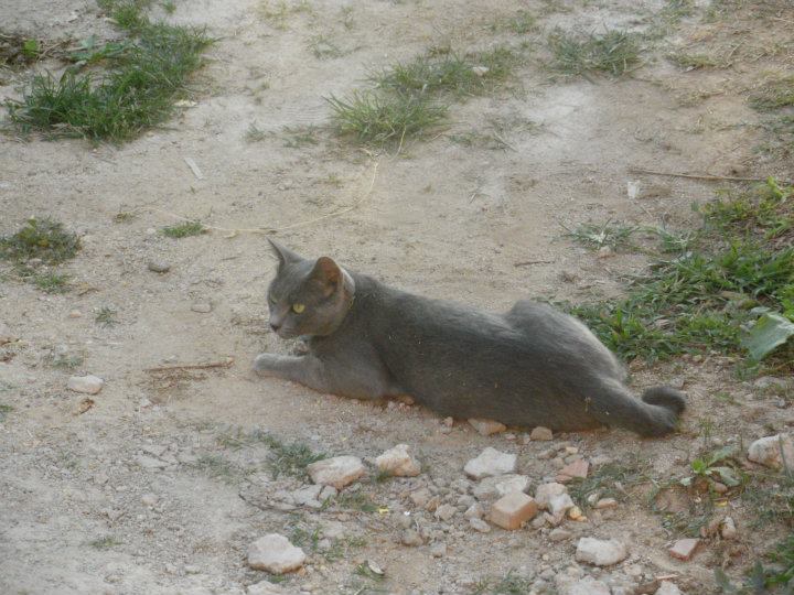 Bar con i gatti a Torino