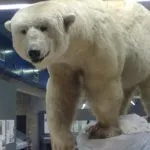 Torino, il Museo delle Scienze Naturali ospita il Gyotaku