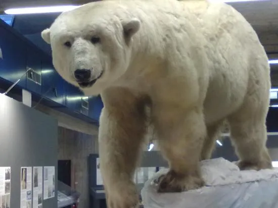 Torino, il Museo delle Scienze Naturali ospita il Gyotaku
