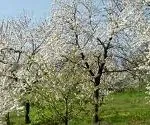 Pecetto Torinese, camminata fra i ciliegi in attesa della festa delle ciliegie del 8 giugno