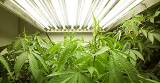 cannabis_produzione.jpg