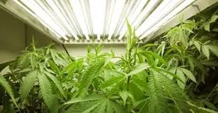 Torino, petizione per la produzione di marijuana a fini terapeutici