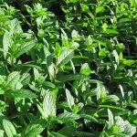 Pancalieri e la Menta piperita