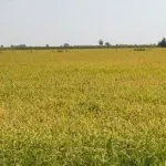 Oryza. I mestieri del riso
