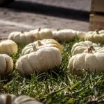 Zucca in piazza, a Piozzo il 2 e 3 ottobre i produttori locali con le zucche e prodotti tipici