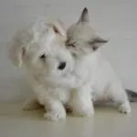 Bonus animali domestici 2022: proroga, detrazioni e novità