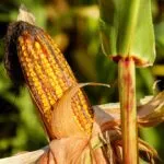Prezzi, agricoltori in piazza. Coldiretti: “Stop alle speculazioni”