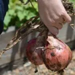 Il Comune di Nichelino lancia il progetto orti urbani: 45 terreni destinati all’agricoltura locale