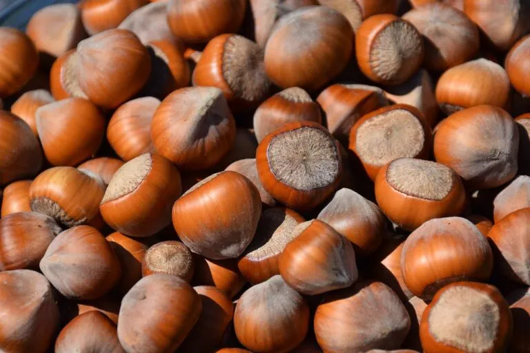 Cortemilia presenta venerdì 15 luglio la Fiera Nazionale della Nocciola