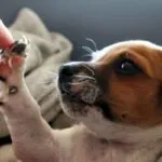 Oggi è la Giornata Mondiale del Cane – il miglior amico dell’uomo