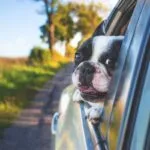 Piemonte Pet Friendly: ora il passaporto animali da compagnia lo rilascia il veterinario