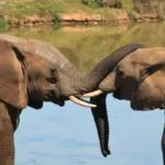 Oggi è la Giornata Mondiale dell’Elefante – sostenere per evitare l’estinzione