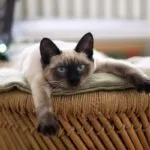 Oggi è la Giornata Mondiale del Gatto – qualche curiosità