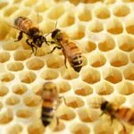 Miele piemontese a rischio: il ‘climate change’ blocca la produzione