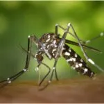 Il virus della zanzara colpisce anche Torino: primo caso di West Nile a Moncalieri