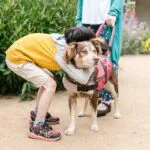 Giornata Nazionale del Cane Guida: UICI Torino organizza un evento dedicato