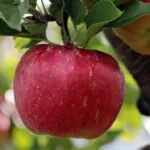 Frutta, Coldiretti Piemonte: “SOS per settemila aziende piemontesi”