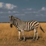 Bioparco Zoom a Torino: nato il primo cucciolo di zebra