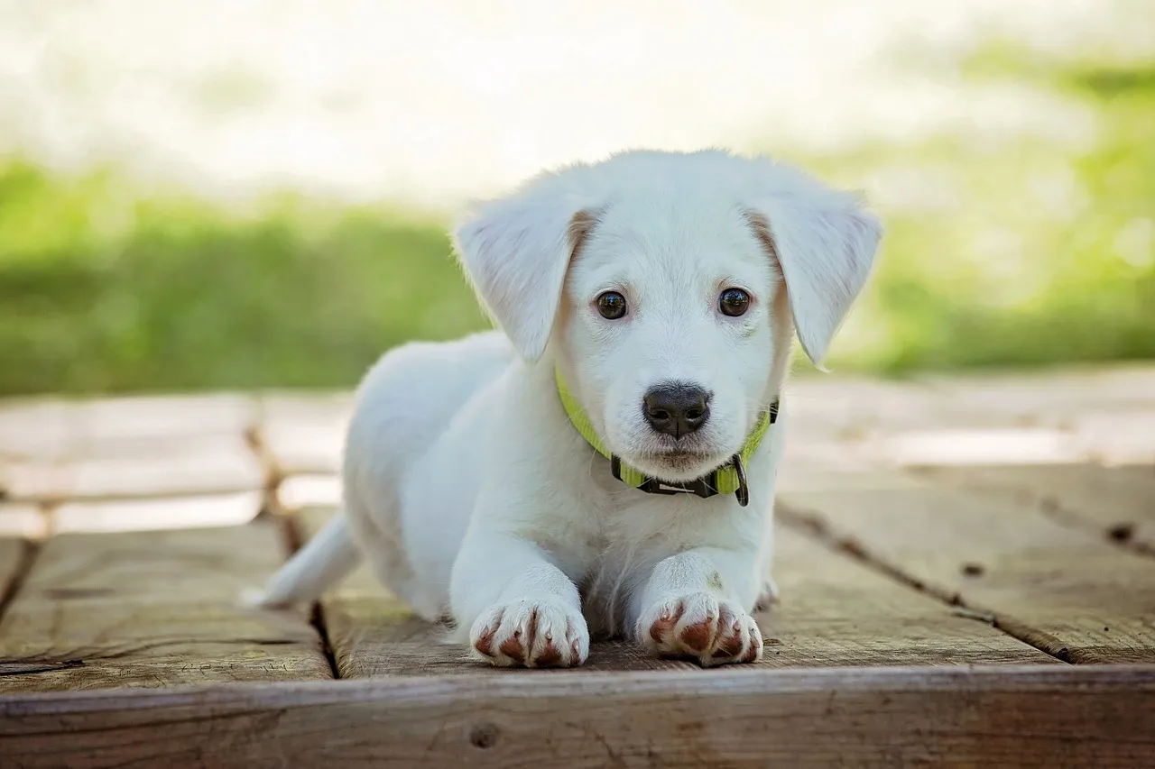 <strong>I pericoli dei parassiti per il cane</strong>