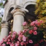 Serre Reali di Torino: inizia il progetto dei Musei Reali