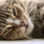 Torino, autista salva un gatto: ferma il bus e lo soccorre