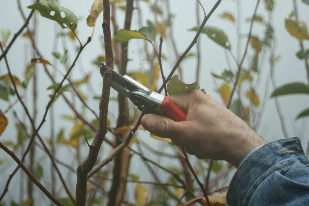 Corso Trapani: in arrivo una maxi potatura degli alberi per combattere le cimici
