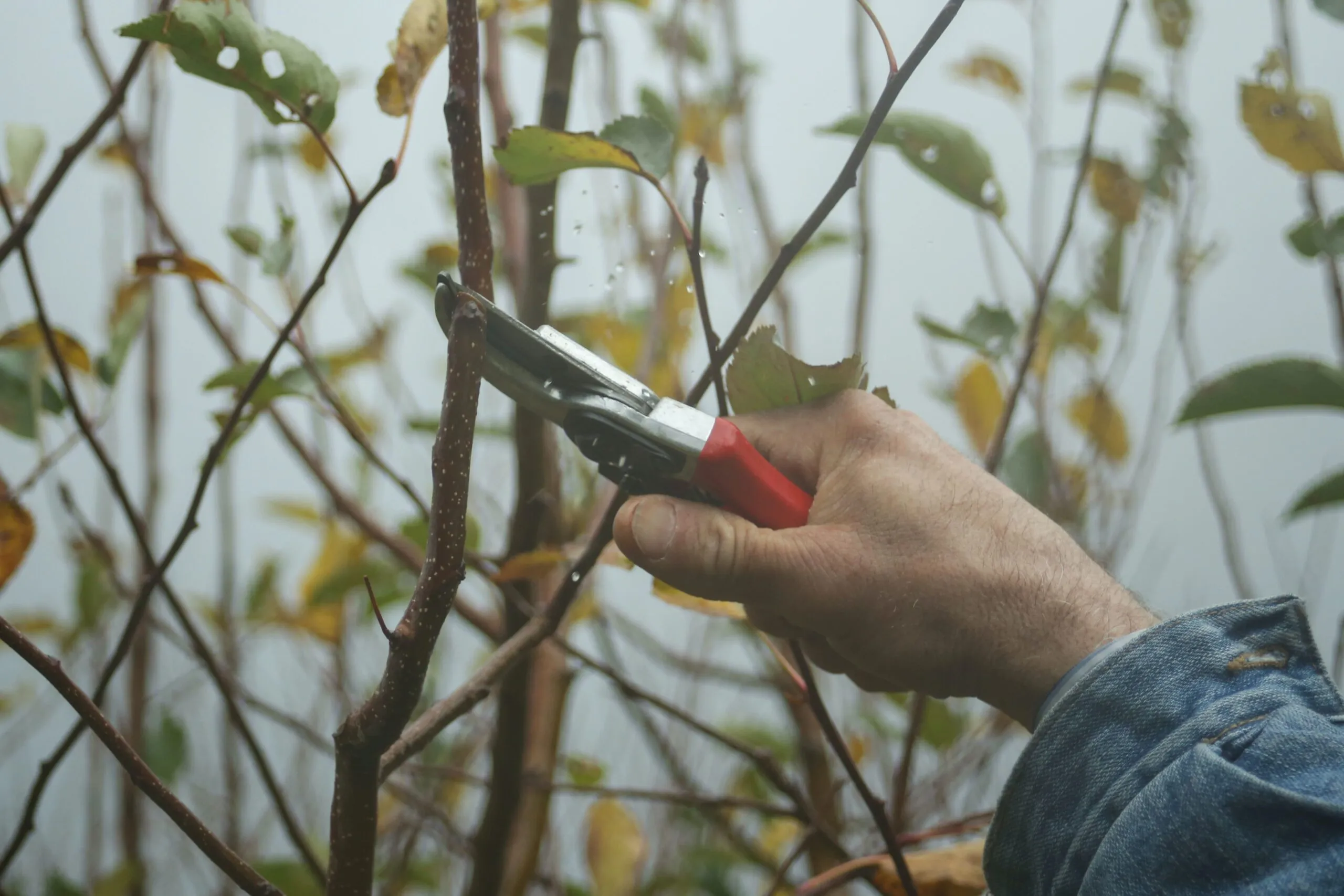 Corso Trapani: in arrivo una maxi potatura degli alberi per combattere le cimici