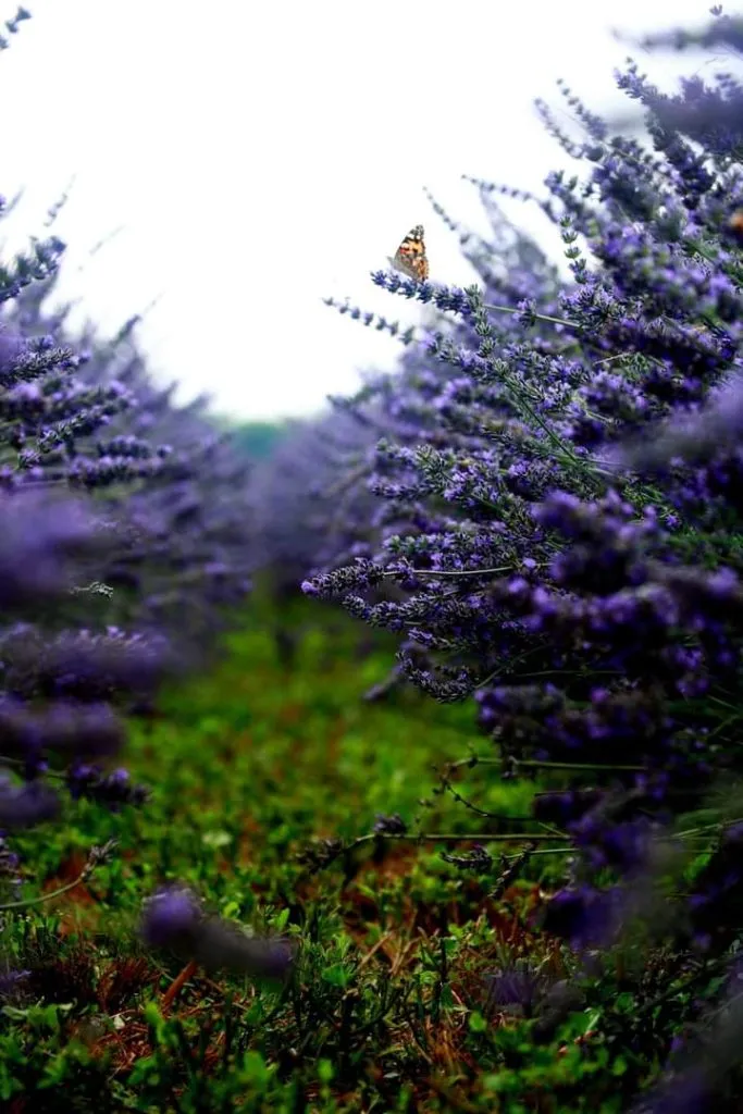 Passeggiata nella lavanda: tra profumi e prodotti artigianali
