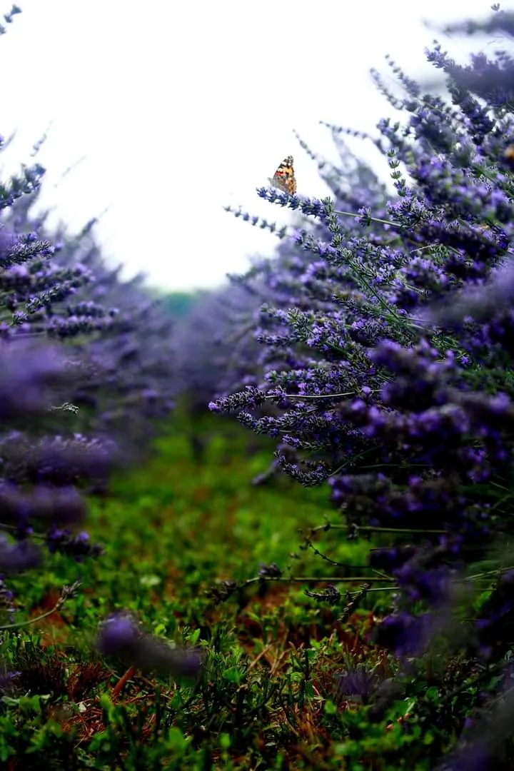 Passeggiata nella lavanda: tra profumi e prodotti artigianali