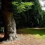 Parco del Valentino a Torino, prendono forma le novità: apre il primo viale pedonale