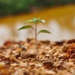 All’ospedale Mauriziano di Torino arriva Un albero per la salute: la cerimonia di donazione