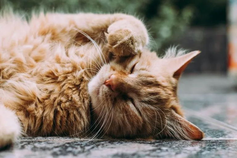 A Torino un gatto chiude i padroni di casa fuori: intervengono i vigili del fuoco