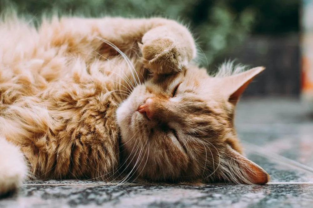 A Torino un gatto chiude i padroni di casa fuori: intervengono i vigili del fuoco
