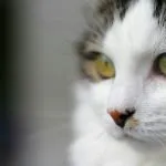 Dalla Regione Piemonte 170.000 euro per il benessere dei gatti nelle città