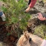 BoscoTo25: 120 alunni hanno piantato 260 alberi nel Parco Colonnetti di Torino