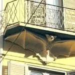 Palazzo dei Pipistrelli a Torino: il fascino di un edificio tra storia e leggenda