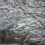 Nevicata in arrivo a Torino: le misure del Comune per affrontarla