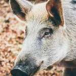 Cinghiale a Caselle sulla pista di atterraggio: un volo dirottato a Malpensa