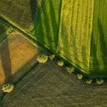 Agricoltura in Piemonte: 4,5 milioni di danni a causa dei cinghiali