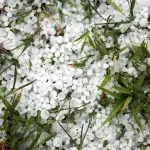 Emergenza maltempo e grandine: sale il conto dei danni all’agricoltura in Piemonte