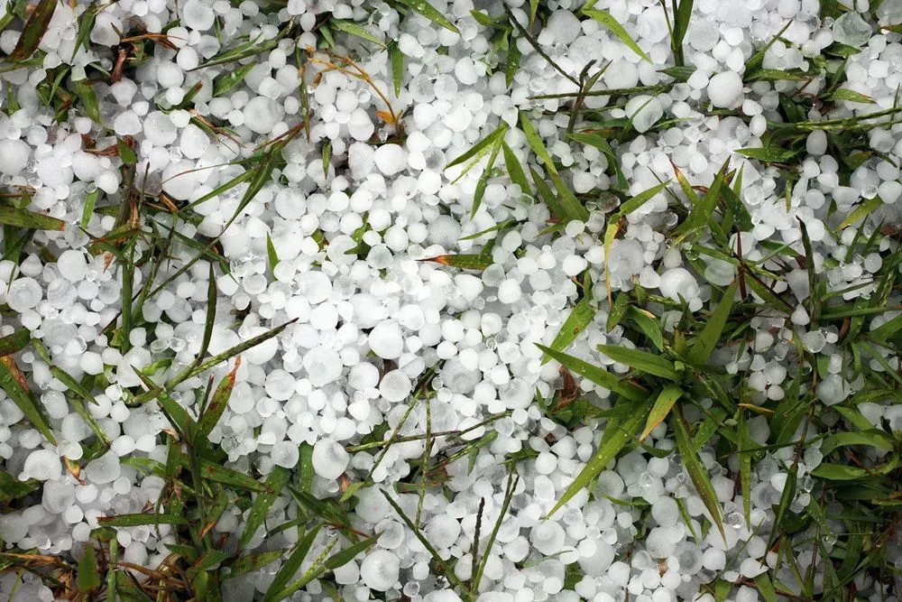 Emergenza maltempo e grandine: sale il conto dei danni all’agricoltura in Piemonte