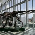 Un grande dinosauro esposto nell’atrio del grattacielo della Regione Piemonte