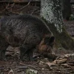 Danni da fauna selvatica in Piemonte: la Regione stanzia 3,6 milioni per gli agricoltori