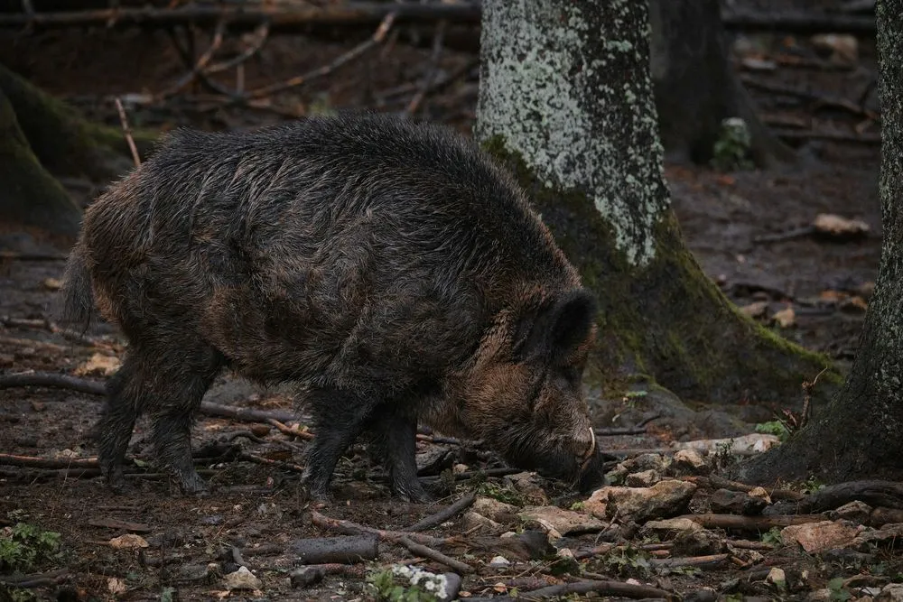 Danni da fauna selvatica in Piemonte: la Regione stanzia 3,6 milioni per gli agricoltori