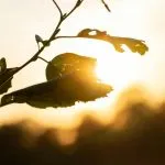 Ondata di caldo in Piemonte: bollino arancione, temperature fino a 34 gradi